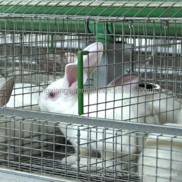 Kaninchenkäfig zu verkaufen ((weibliche und Babykaninchen/kommerzielle Kaninchen)